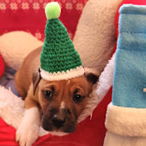 Thumbnail photo of Fiddle Faddle (Nonsensical Pup) #2