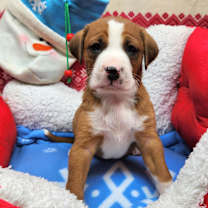 Thumbnail photo of Buddy Biggles (Nonsensical Pup) #2