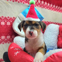 Thumbnail photo of Wiggle Butt (Nonsensical Pup)) #2