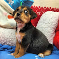 Thumbnail photo of Piddle Paddle (Nonsensical*adoption pending* #3