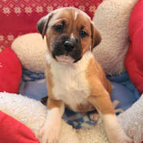 Thumbnail photo of Fiddle Faddle (Nonsensical Pup) #3