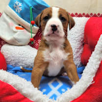 Thumbnail photo of Buddy Biggles (Nonsensical Pup) #3