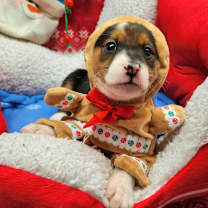 Thumbnail photo of Wiggle Butt (Nonsensical Pup)) #3