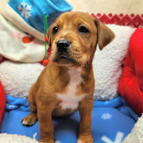 Thumbnail photo of Minnie Claws (Nonsensical Pup) #4