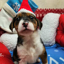 Thumbnail photo of Wiggle Butt (Nonsensical Pup)) #4