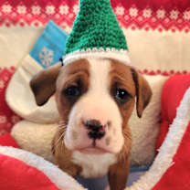 Thumbnail photo of Buddy Biggles (Nonsensical Pup) #4