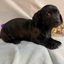 Thumbnail photo of Sparkler #1