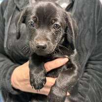 Thumbnail photo of Sparkler #2