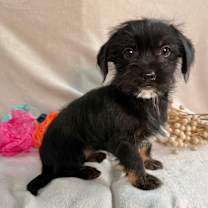 Thumbnail photo of Glamour #1