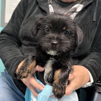 Thumbnail photo of Glamour #2