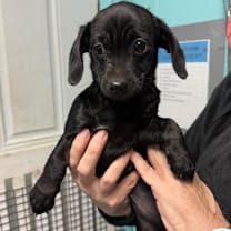 Thumbnail photo of Glitz #2