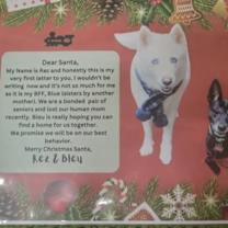 Thumbnail photo of Rez (GrandPaws) #2