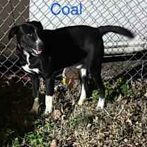 Thumbnail photo of Coal #1