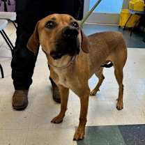 Thumbnail photo of DINOSAUR #2