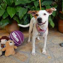 Thumbnail photo of Manchas #4