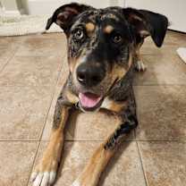 Thumbnail photo of Zydeco #1