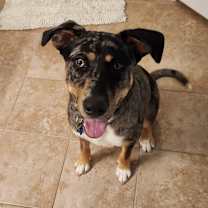 Thumbnail photo of Zydeco #2