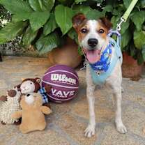 Thumbnail photo of Pimienta #3