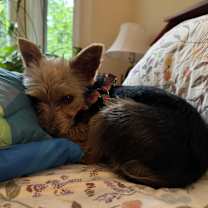 Thumbnail photo of Maggie #4