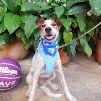 Thumbnail photo of Pimienta #1