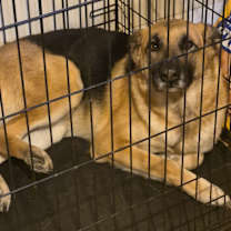 Thumbnail photo of Giovanna #2