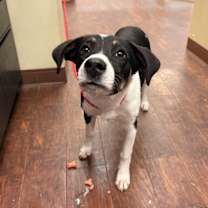 Thumbnail photo of Dog Kennel #37 #3