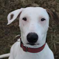 Thumbnail photo of Travis #1