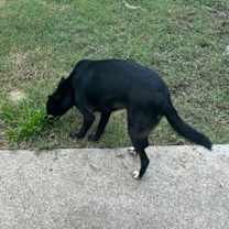 Thumbnail photo of NEGRI FOSTER #2