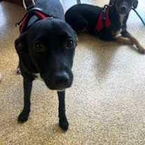 Thumbnail photo of NEGRI FOSTER #3