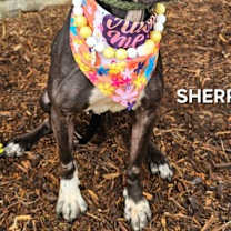 Thumbnail photo of Sherry #2