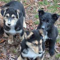 Thumbnail photo of XOXO (ZOZO) #1