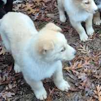 Thumbnail photo of XOXO (ZOZO) #2