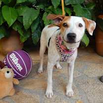 Thumbnail photo of Manchas #1