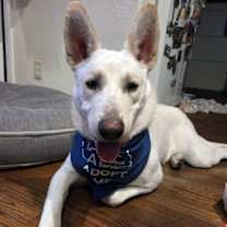 Thumbnail photo of Angelo #1