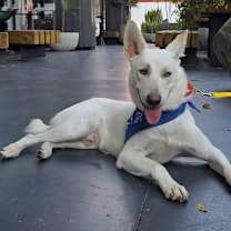 Thumbnail photo of Angelo #2