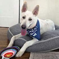 Thumbnail photo of Angelo #3