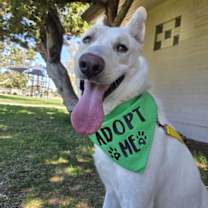 Thumbnail photo of Angelo #4