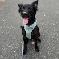 Thumbnail photo of Chance #2