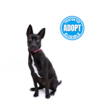 Thumbnail photo of Hershey #1