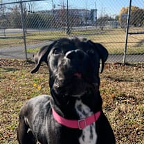 Thumbnail photo of Popover #4