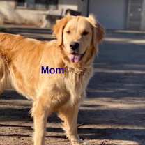 Thumbnail photo of COMET #2