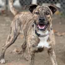 Thumbnail photo of Honey #1