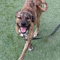 Thumbnail photo of Honey #3