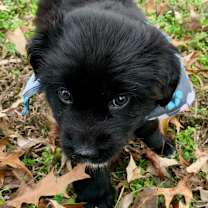 Thumbnail photo of Rambling Rosie #3