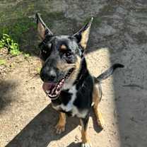 Thumbnail photo of Marshia #1