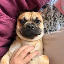 Thumbnail photo of Banjo #4