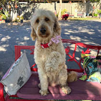 Thumbnail photo of Maya #2