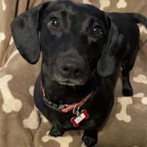 Thumbnail photo of Bailey #2