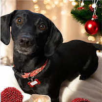 Thumbnail photo of Bailey #3