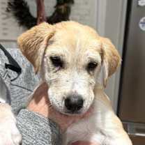 Thumbnail photo of Holly #2